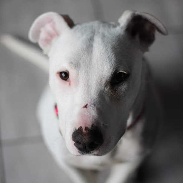 Diego